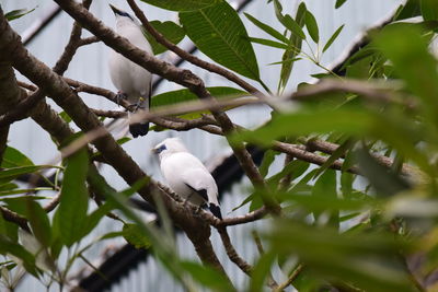 Low angle view of bird perching on tree