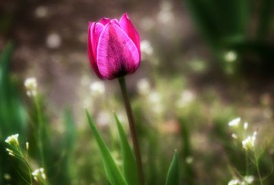 Close-up of pink flower blooming in field