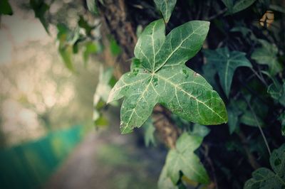 Close-up of leaves