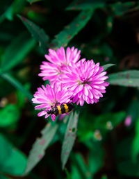 Close-up of bee on purple flowering plant