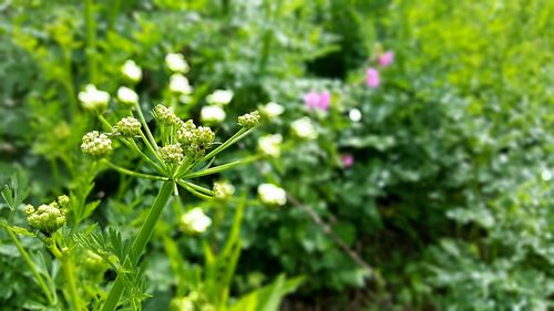 Close-up of plant