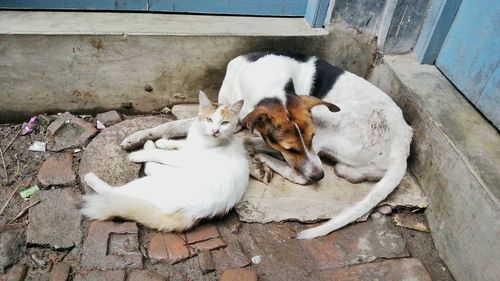 High angle view of cat and dog sleeping together