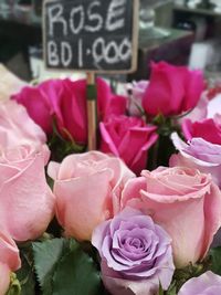 Close-up of pink flowers