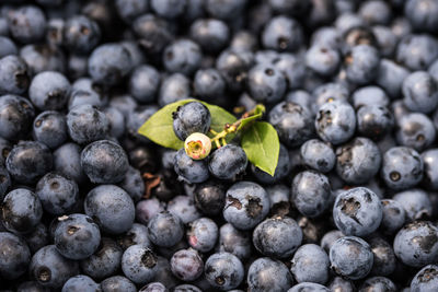 Close-up of blackberries