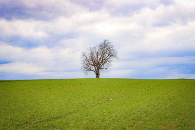 Bare tree on field against sky