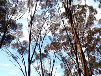 Low angle view of tree against sky