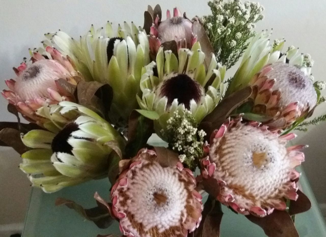 King Protea South Africa National flower