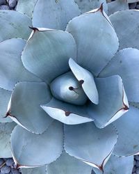 High angle view of succulent plant