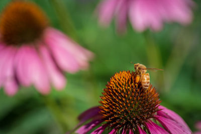 Honey bee pollinating on pink flower