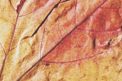 Full frame shot of multi colored leaf