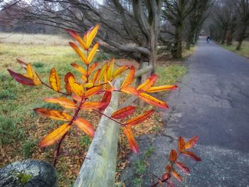 Close-up of autumn leaves on field