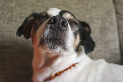 Close-up of dog looking up