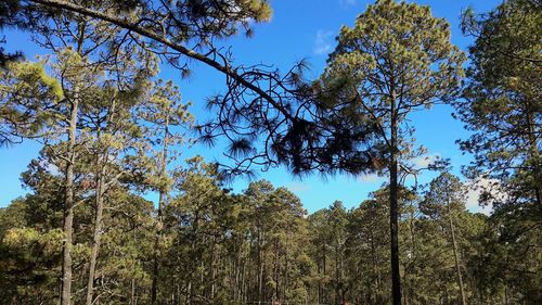 Low angle view of trees against blue sky