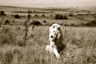 Dog relaxing on landscape