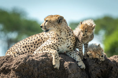 Cheetah family sitting on rock in forest