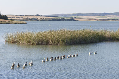 Birds swimming in lake