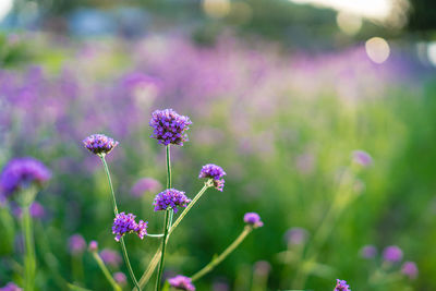 Close-up of purple flowering plant