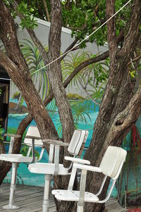 Chairs and palm tree