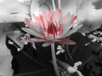 Close-up of lotus water lily blooming outdoors