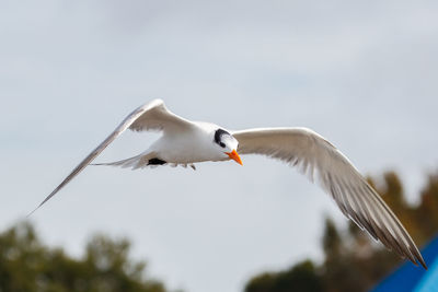 Low angle view of bird flying against sky