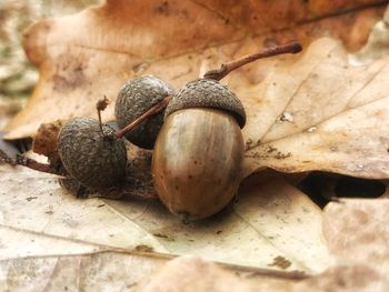 Close-up of fruits on dry leaves
