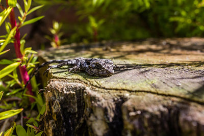 Close-up of lizard on wood