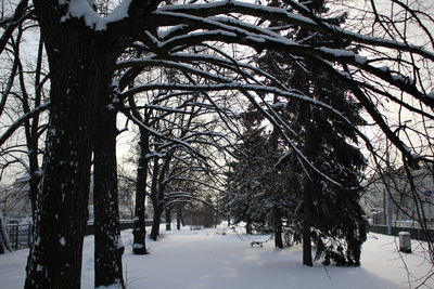 Trees in forest during winter