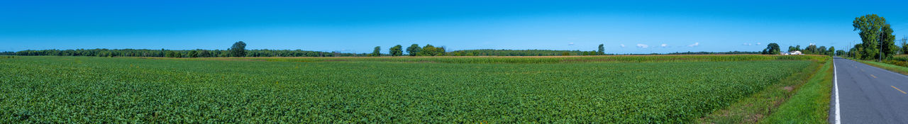 Scenic view of agricultural field against blue sky