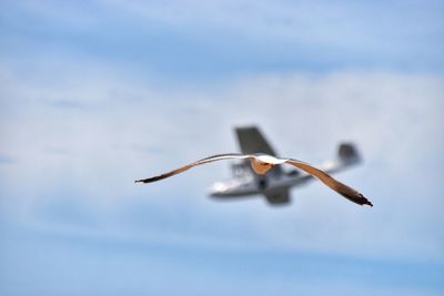 Aeroplane and bird in flight together 