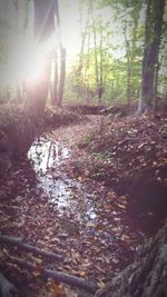 Sun shining through trees in forest