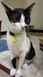 Close-up portrait of a cat