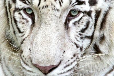 Close-up portrait of cat