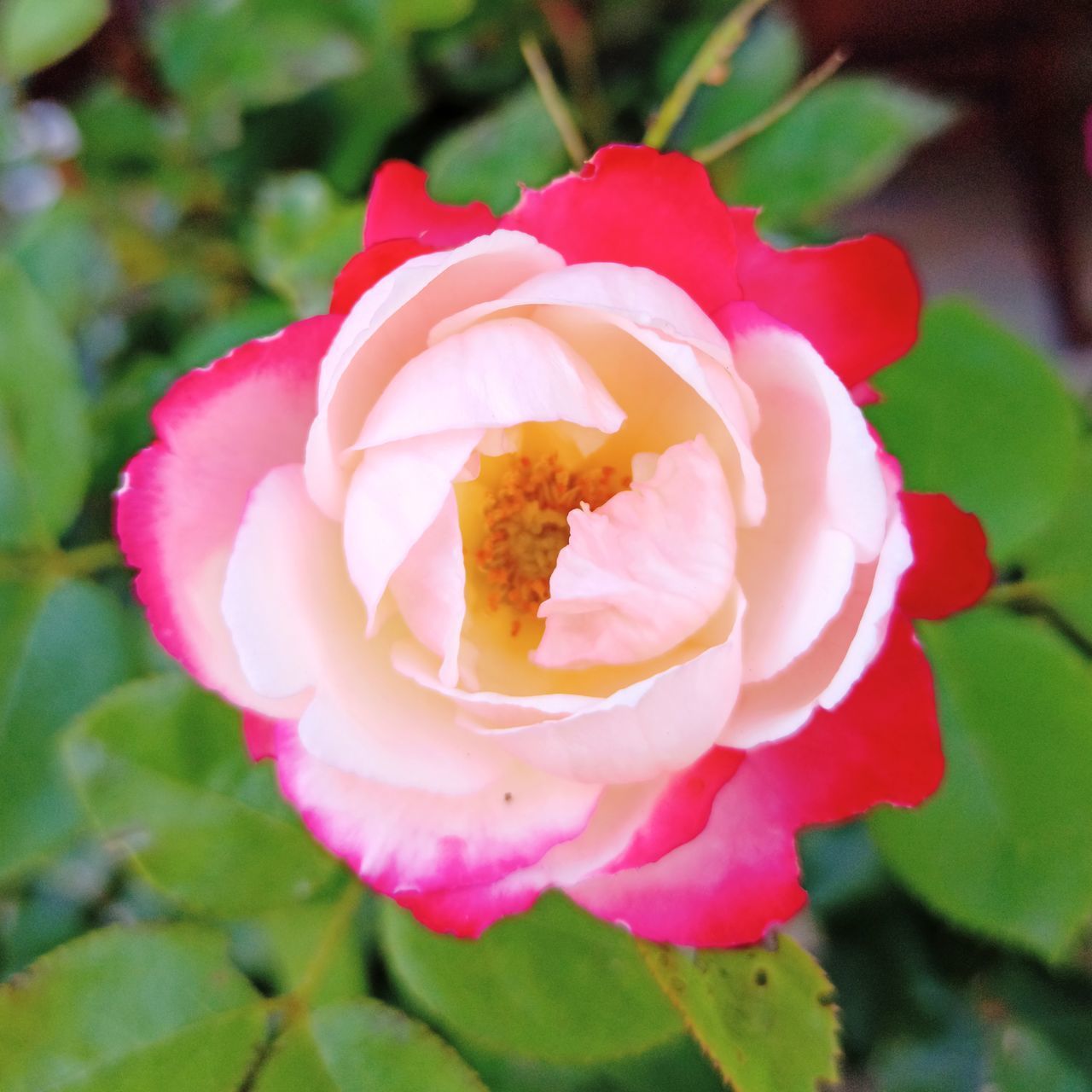 CLOSE-UP OF ROSE FLOWER