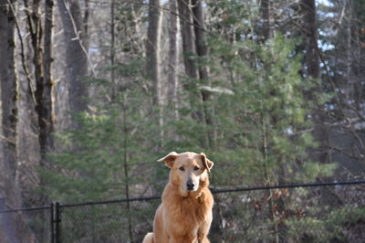 Portrait of dog in forest