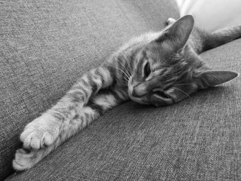 Close-up of cat lying on blanket