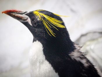 Close-up of bird