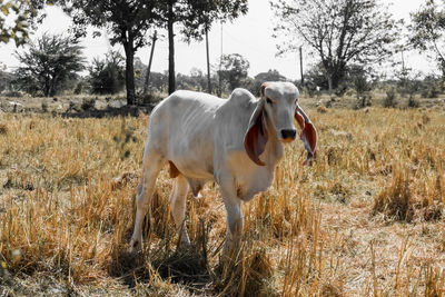 Horse standing in a field