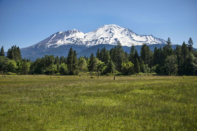 Scenic view of grassy field