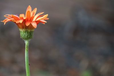 Close-up of orange flower