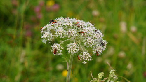 Close-up of white flowering plant on land