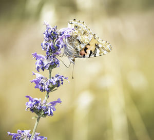 Close-up of butterfly pollinating on flower