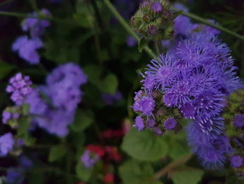 Close-up of purple flowering plant