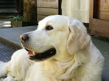 Close-up of dog sitting outdoors