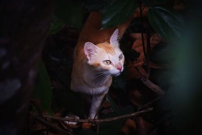 High angle view of a cat