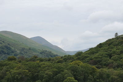 Scenic view of forest