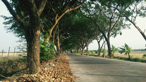 Trees by country road against sky