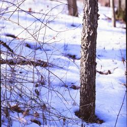 Snow covered landscape