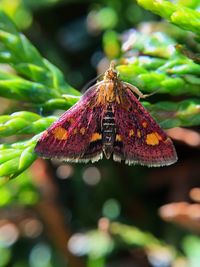 Close-up of butterfly on leaf