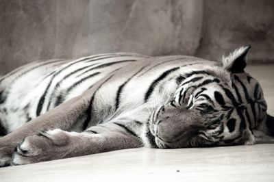 Close-up of tiger lying down