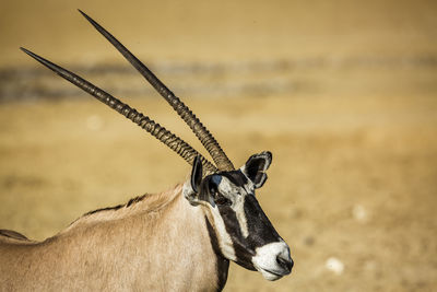 Close-up of deer